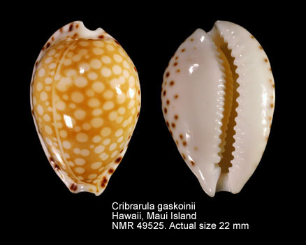Cribrarula gaskoini.jpg - Cribrarula gaskoini(Reeve,1846)
